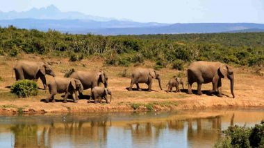 Around 90 Elephants Found Killed Near Botswana Wildlife Sanctuary in Africa