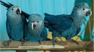 The ‘Rio’ Bird Blue Macaw Parrot, Among 8 Other Species, is Now Officially Extinct, Study Confirms