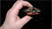 Turtle Found in British Woman&rsquo;s Vagina, Police Launch Sexual Assault Investigation