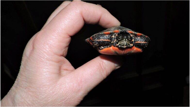Turtle Found in British WomanтАЩs Vagina, Police Launch Sexual Assault Investigation Turtle Found in British WomanтАЩs Vagina, Police Launch Sexual Assault Investigation