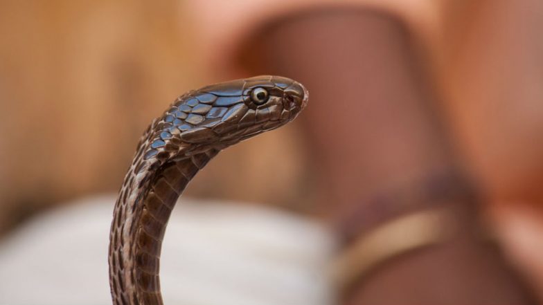 Can Cobra Venom Get You High? Two Rajasthan Men’s Addiction to Poison Becomes Curious Subject for Research