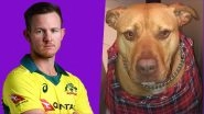 D'Arcy Short Gets Bitten by His Pet Dog, Misses Western Australia vs New South Wales JLT One-Day Cup 2018 Match!
