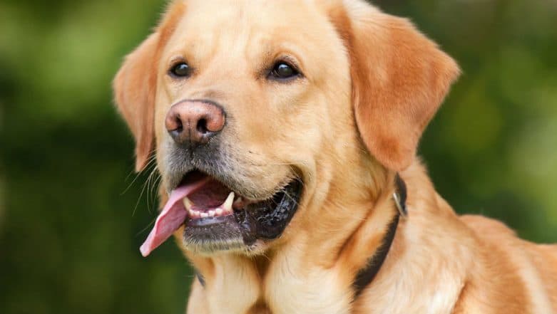 Mumbai Man Kills Brother For Stopping Him From Beating Neighbour's Dog Mumbai Man Kills Brother For Stopping Him From Beating Neighbour's Dog