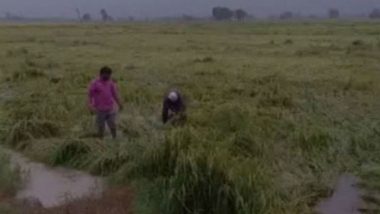 Haryana Rains: Heavy Downpour Destroy Paddy Crops in Karnal District