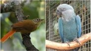 Deforestation Has Led to Loss of 8 More Bird Species in This Decade