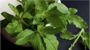 Health Benefits of Tulsi: Ways it Can Boost Your Mental and Physical Health