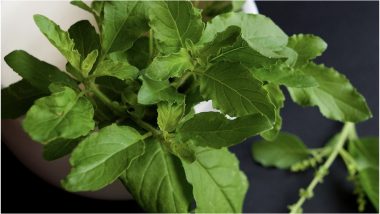 Weight Loss Tip of the Week How to Use Tulsi Holy Basil to Lose