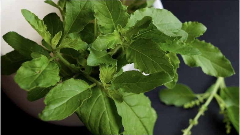 Health Benefits of Tulsi: Ways it Can Boost Your Mental and Physical Health