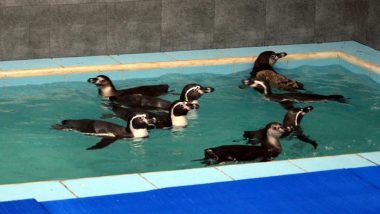 Humboldt Penguins at Byculla Zoo: BMC Mulls Hiring Private Contractor To Look After Aquatic Birds