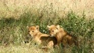 Lioness Gives Birth to First Test-Tube Cubs in Africa, a Way Out to Save Endangered Species, Claim Scientists