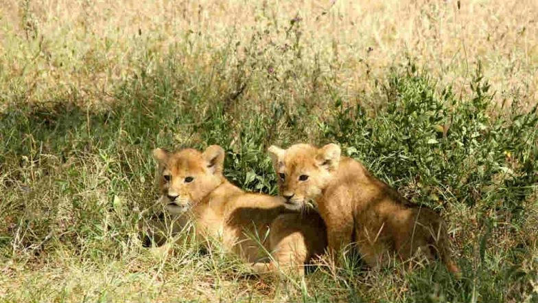Uttar Pradesh: Lioness Gives Birth to Four Cubs in Etawah Safari
