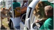 Lion Enters Vehicle And Cuddles With Tourists at Taigan Safari Park in Ukraine, Watch Video!