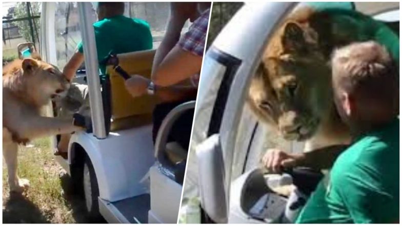 Lion Enters Vehicle And Cuddles With Tourists at Taigan Safari Park in Ukraine, Watch Video!
