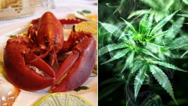 Lobsters Smoke Weed! A Restaurant in Maine is Getting the Crustaceans High to Make Death Less Painful