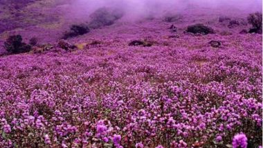 Neelakurinji Returns to Munnar! Flowers That Bloom Every 12 Years Are Back As Sun Shines After Floods in Kerala (See Pictures)