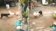 Puppy Struggles to Save a Cock Fight, Watch Funny Video Viral From Coimbatore