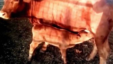 Is End of The World Near? Bible Prophecy Fulfilled As 'Red Heifer' Born in Israel!