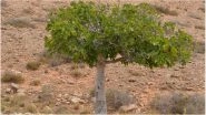 Dead Man Missing for 40 Years Found in Cyprus After Fig Tree Grows from Seed in His Stomach