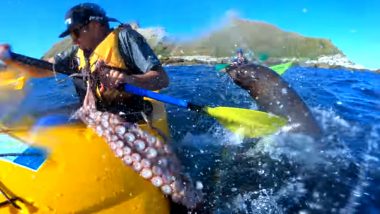 Seal Slaps Kayaker With an Octopus on His Face, Video Goes Viral!