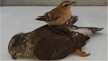 Tiny Bird’s Victory Pose After It Managed to Escape from its Prey is Motivating (See Pic)