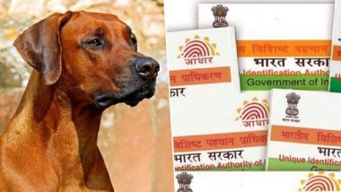 Madhya Pradesh: Aadhaar Verification Reveals 'Dog Raju' as Beneficiary of 60-kg Foodgrain Per Year Under PDS Scheme