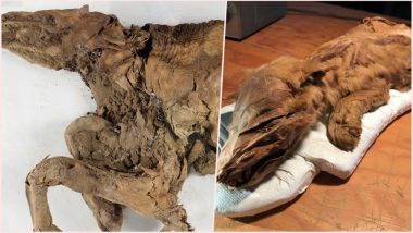 50,000-Year-Old Mummified Ice Age Wolf Pup & Caribou Calf Discovered by Yukon Miners; View Pics
