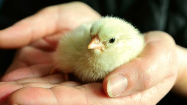 Newborn Chicks Hatched From Supermarket Eggs! They Welcomed Russian Woman Home After a Vacation