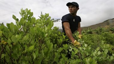 UN Says Colombia’s Cocaine Production at ‘Record High Levels’
