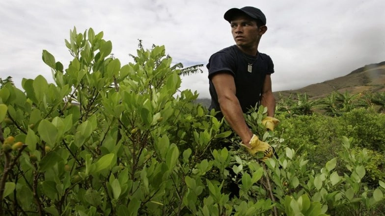 UN Says Colombia&rsquo;s Cocaine Production at &lsquo;Record High Levels&rsquo;