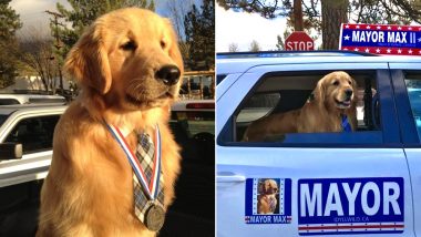 Golden Retriever as Mayor! Californian Town Elected a Dog, View Cute Pics of Max