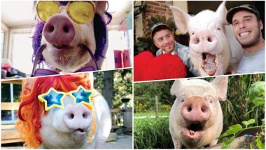 Esther The Wonder Pig Beats Breast Cancer! Porky On The Road To Recovery After Life-Saving Surgery