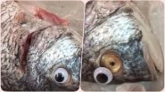 Kuwait Store Sticks Googly Eyes on Fish to Make Them Look Fresh; Police Shuts Their Supply, View Pics