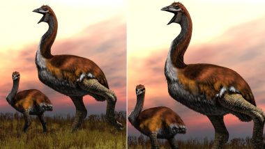 Biggest Bird in the World is Revealed! Flightless Elephant Bird Wins The Title After Decades of Research