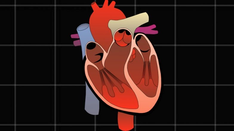 Heart Disease in Young People May Be Linked to Diabetes Exposure in the Womb