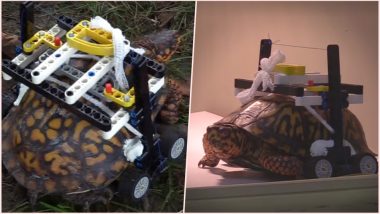 Injured Wild Eastern Box Turtle at Maryland Zoo Gets Custom-Made Wheelchair Made of Legos; Watch Video