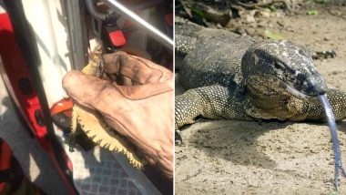 Woman Calls Firefighters to Rescue 'Huge Monitor Lizard,' Turns Out To Be a Small Gecko, View Pic!