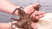 Octopus Went Out Giving Hugs After it Was Given Ecstasy