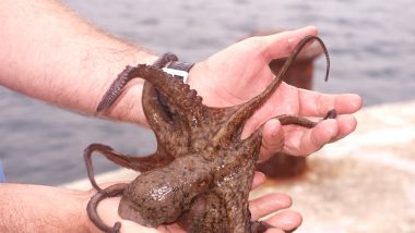 Octopus Went Out Giving Hugs After it Was Given Ecstasy