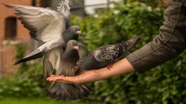 Love Feeding Pigeons at Gateway of India's Kabutarkhana? BMC Bans Feeding Birds Under 'Swachhta Hi Seva' Campaign