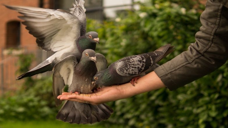 Palghar Lynching: Elderly Man in Vasai Beaten to Death on Suspicion of 'Stealing Pigeons'