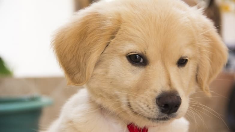 Pet Store Puppies Blamed for Drug-Resistant Infections