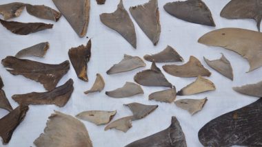 8,000 Kgs of Shark Fins Seized From Mumbai And Gujarat, Meant For Export to China