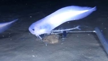 Deep-Sea Snailfish That Melts on Surface Discovered by Scientists in Atacama Trench, Watch Video