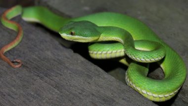 Snake Who Ended Up Twisted Spine After Being Hit Undergoes MRI Scan in Mumbai