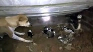 Cobra Attacks Dogs in Odisha: Heartbreaking Video of Mother Fighting With Snake to Save Her Puppies Goes Viral