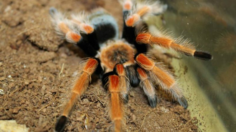 Rare Insects & Reptiles Worth Rs. 28 Lakhs Stolen From a Philadelphia Insectarium