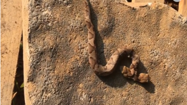 Rare Two-Headed Viper Snake Found in House-Garden in Virginia, Watch Video