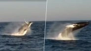 Three Humpback Whales Breaching Are a Delightful Spectacle (Watch Video)