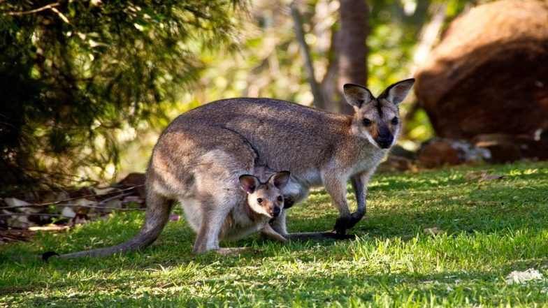 Exhausted Kangaroo Cools Down in Backyard Pool As Australia Experiences Scorching Heat Waves (Watch Video)