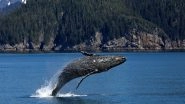 Whaling to Be Legal in Japan? Country Proposes to End 32-Year-Old Ban on Commercial Whaling at IWC Conference in Brazil